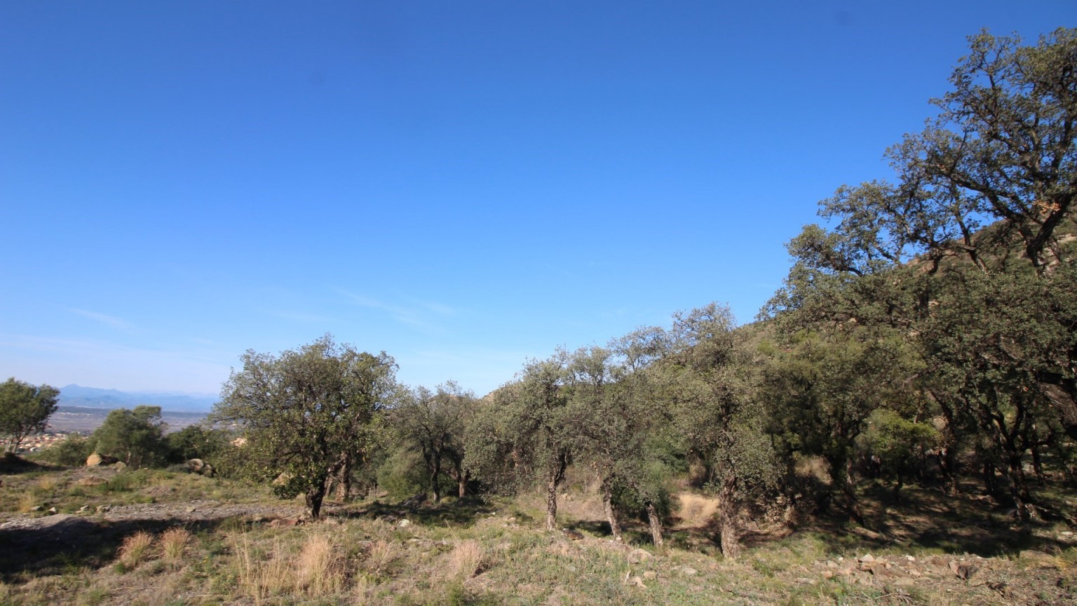 Bosque en venta o alquiler en la zona de Pau.