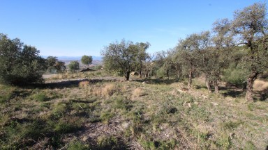 Bosque en venta o alquiler en la zona de Pau.