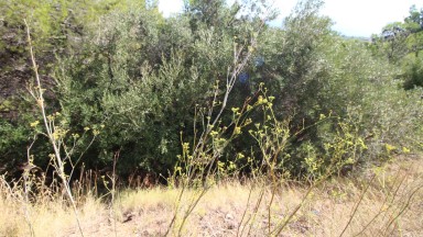 Fantástica parcela de terreno en venta con vista al mar en Cap Ras